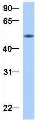 Western Blot: GRSF1 Antibody [NBP1-57316]