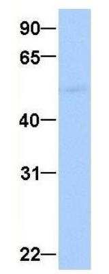 Western Blot: GRSF1 Antibody [NBP1-57316]