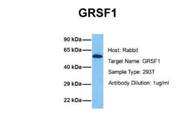Western Blot: GRSF1 Antibody [NBP1-57316]