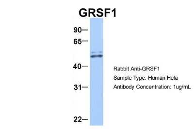 Western Blot: GRSF1 Antibody [NBP1-57316]