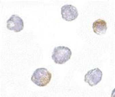 Immunocytochemistry/ Immunofluorescence: GRTP1 Antibody - BSA Free [NBP1-76900]
