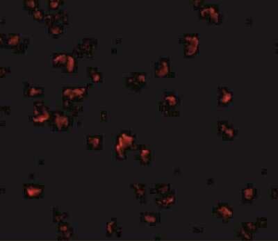 Immunocytochemistry/ Immunofluorescence: GRTP1 Antibody - BSA Free [NBP1-76900]
