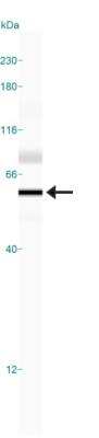 Simple Western: GSAP AntibodyBSA Free [NBP1-78376]