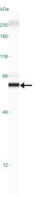 Simple Western: GSAP AntibodyBSA Free [NBP1-78400]