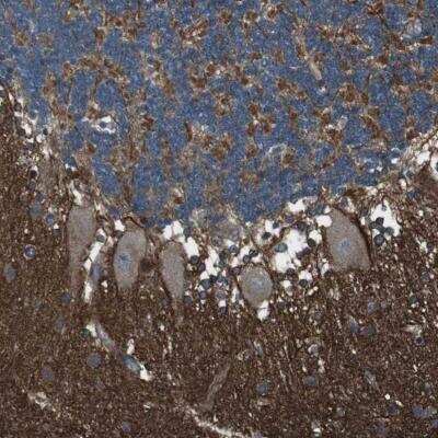 Immunohistochemistry-Paraffin: GSG1L Antibody [NBP1-81340]