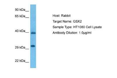 Western Blot: GSH2 Antibody [NBP2-86661]