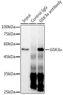 Immunoprecipitation: GSK-3 alpha Antibody (4I10Q9) [NBP3-15639]
