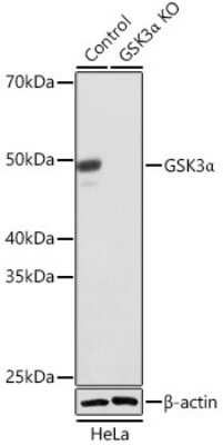 Knockout Validated: GSK-3 alpha Antibody (4I10Q9) [NBP3-15639]