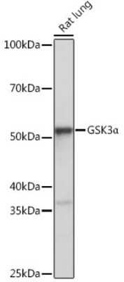 Western Blot: GSK-3 alpha Antibody (4I10Q9) [NBP3-15639]