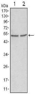 Western Blot: GSK-3 alpha Antibody (9D5G1)BSA Free [NB110-87048]