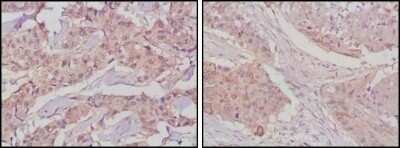 Immunohistochemistry-Paraffin: GSK-3 beta Antibody (3D10) - Azide and BSA Free [NBP2-80757]