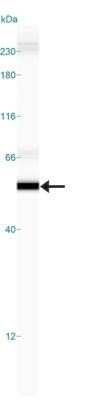 Simple Western: GSK-3 beta Antibody (3D10)Azide and BSA Free [NBP2-80757]