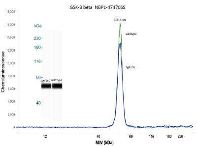 Simple Western: GSK-3 beta Antibody (3D10)BSA Free [NBP1-47470]