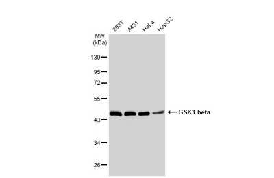 Western Blot: GSK-3 beta Antibody (GT1619) [NBP3-13691]
