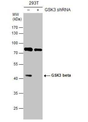 Western Blot: GSK-3 beta Antibody [NBP1-31353]