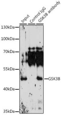 Western Blot: GSK-3 beta AntibodyAzide and BSA Free [NBP3-02983]