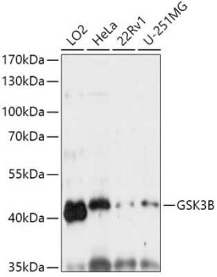 Western Blot: GSK-3 beta AntibodyAzide and BSA Free [NBP3-02983]