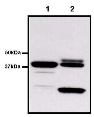 Immunoprecipitation: GST Epitope Tag Antibody (8-326) [NBP2-37824]