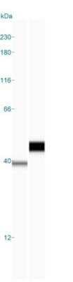 Simple Western: GST Epitope Tag AntibodyBSA Free [NB600-326]