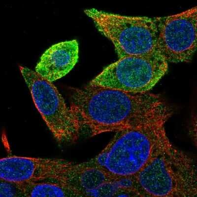 Immunocytochemistry/ Immunofluorescence: GSTA1 Antibody [NBP2-46817]