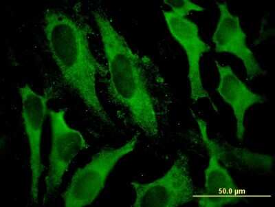 Immunocytochemistry/ Immunofluorescence: GSTA2 Antibody (3D4) [H00002939-M05]