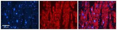 Immunohistochemistry: GSTA4 Antibody [NBP1-54817]