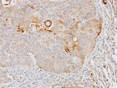 Immunohistochemistry-Paraffin: GSTA4 Antibody [NBP1-32229]