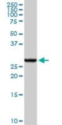 Western Blot: GSTA4 Antibody [H00002941-D01P]