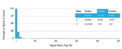 Protein Array: GSTM3 Antibody (CPTC-GSTMu3-1) [NBP3-07347]