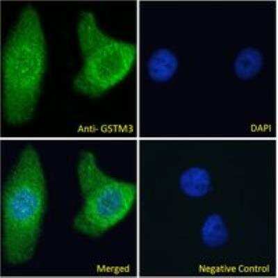 Immunocytochemistry/ Immunofluorescence: GSTM3 Antibody [NBP2-75966]