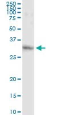 Immunoprecipitation: GSTO1 Antibody (3D9) [H00009446-M01]