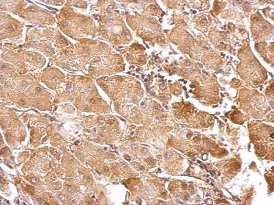 Immunohistochemistry-Paraffin: GSTT1 Antibody [NBP1-32733]