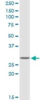 Western Blot: GSTT2 Antibody [H00002953-D01P]