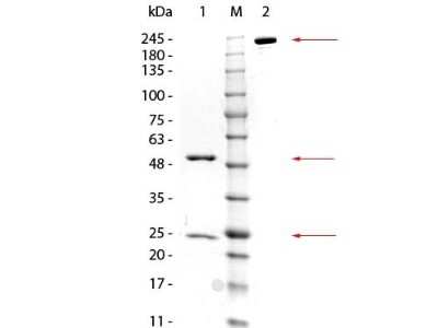SDS-PAGE: GSTZ1 Antibody (24E9.G9.G8) [NBP2-44177]