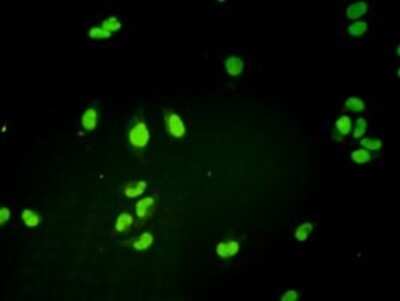 Immunocytochemistry/ Immunofluorescence: GTF2H1 Antibody (1F12-1B5) [H00002965-M01]