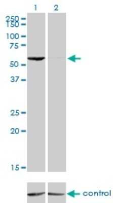 Western Blot: GTF2H1 Antibody (1F12-1B5) [H00002965-M01]