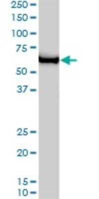 Western Blot: GTF2H1 Antibody (1F12-1B5) [H00002965-M01]