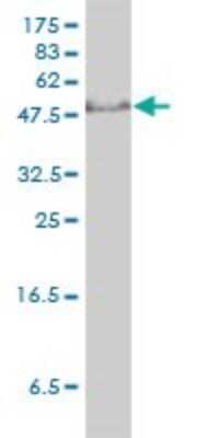 Western Blot: GTF2H1 Antibody (1F12-1B5) [H00002965-M01]