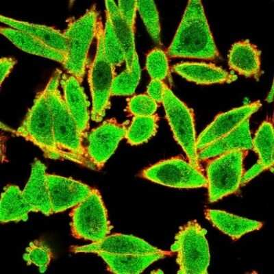 Immunocytochemistry/ Immunofluorescence: GTF2H2 Antibody (PCRP-GTF2H2-1B9) [NBP3-07348]