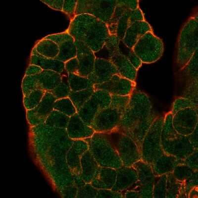 Immunocytochemistry/ Immunofluorescence: GTF2H2 Antibody (PCRP-GTF2H2-1B9) - Azide and BSA Free [NBP3-08257]