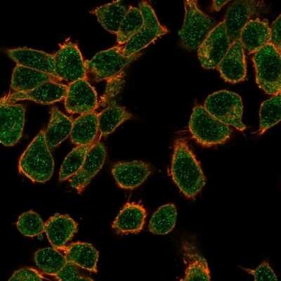 Immunocytochemistry/ Immunofluorescence: GTF2H2C Antibody (PCRP-GTF2H2C-2C9) [NBP3-07154]