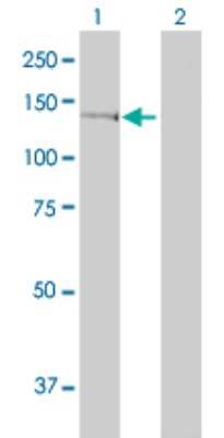 Western Blot: GTF2IRD1 Antibody (1D2) [H00009569-M01]