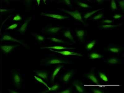 Immunocytochemistry/ Immunofluorescence: GTF2IRD1 Antibody (2C7) [H00009569-M08]