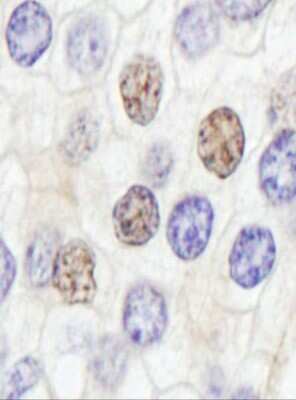 Immunohistochemistry-Paraffin: GTF2IRD1 Antibody [NB100-61055]