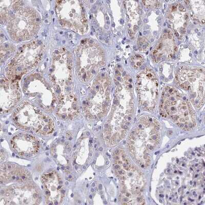 Immunohistochemistry-Paraffin: GTF2IRD1 Antibody [NBP1-91973]