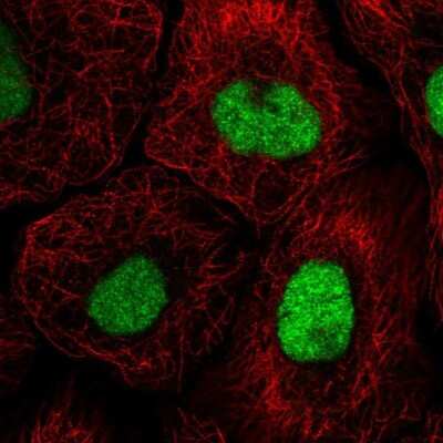 Immunocytochemistry/ Immunofluorescence: GTF3C4 Antibody [NBP2-57486]