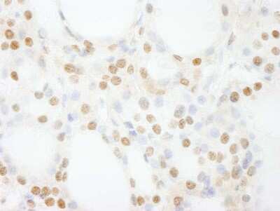 Immunohistochemistry-Paraffin: GTF3C4 Antibody [NB100-60432]