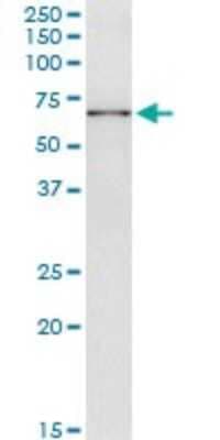 Immunoprecipitation: GTF3C5 Antibody (3F10) [H00009328-M01]