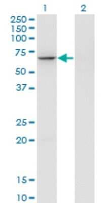 Western Blot: GTF3C5 Antibody (3F10) [H00009328-M01]
