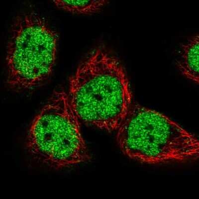 Immunocytochemistry/ Immunofluorescence: GTF3C5 Antibody [NBP2-49504]